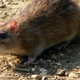 Illustration for article titled Genius Rats Are Flooding DC and Adapting Too Fast to Controlem/emem/emem/em